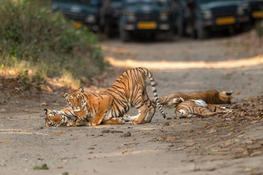 Kanha Jungle Safari